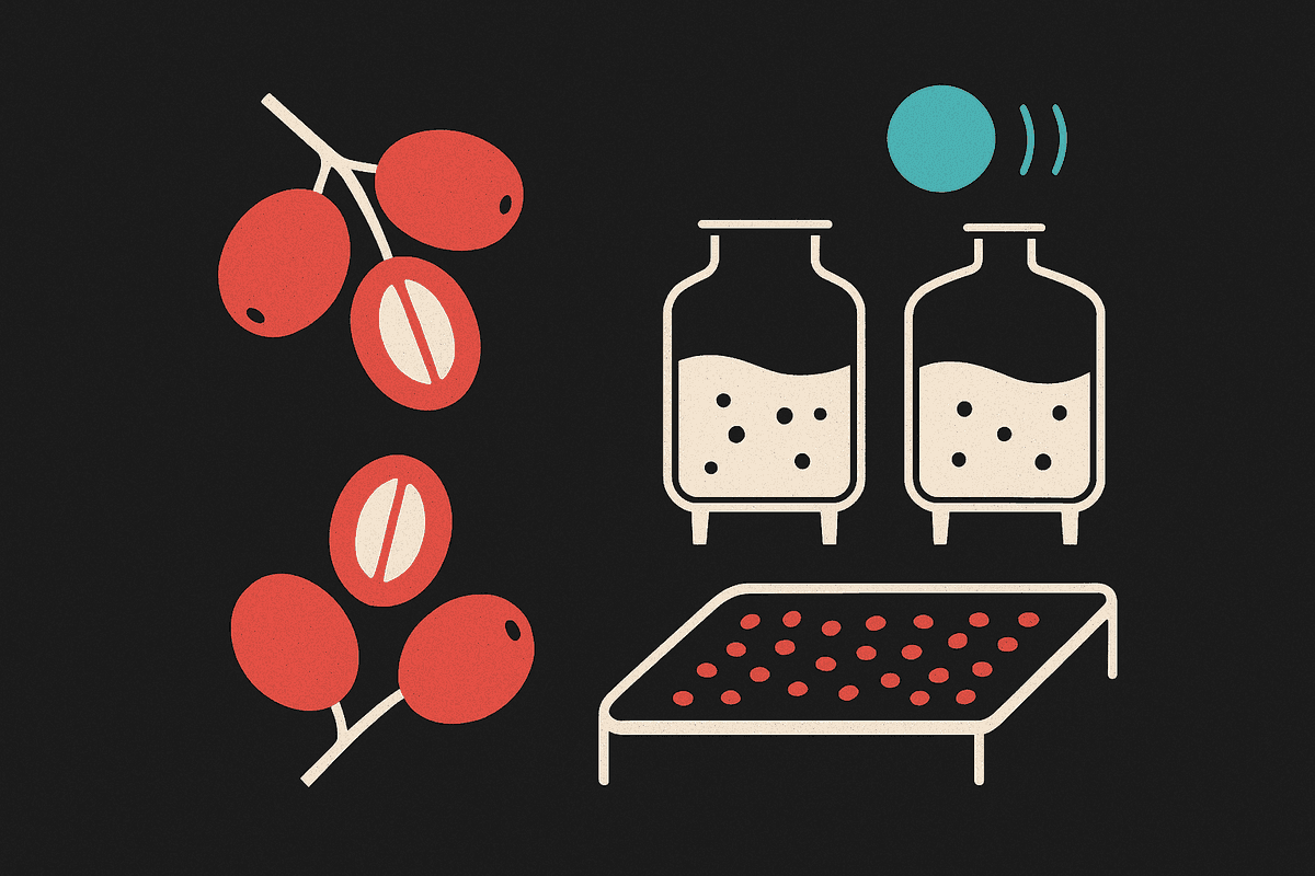 Natural vs Washed: What Actually Changes Inside the Bean